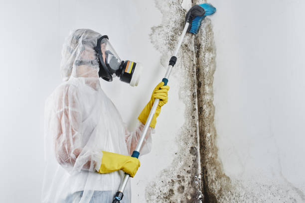 Best Industrial Mold Remediation  in Cadillac, MI